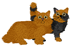 Selkirk Rex - Paranoia