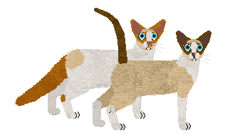 Seychellois - Supernova V2