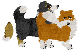 Shetland Sheepdog - Phoenix Blaze V2