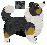 Shetland Sheepdog - Unknown