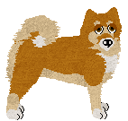 Shiba Inu - Genuine Kennels