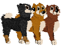 Shiba Inu - Faerie Barn Dance