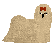 Shih Tzu - Supernova V2