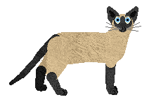 Siamese - Supernova V1