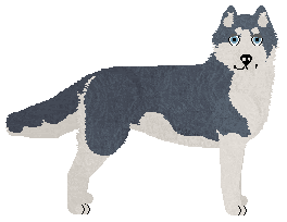 Siberian Husky - Supernova