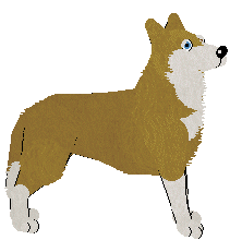 Siberian Husky - Abnormality V1