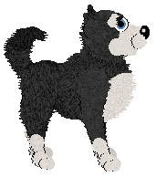 Siberian Husky - Sunshine