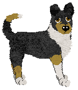 Smooth Collie - Iola