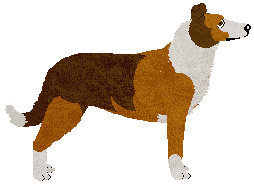 Smooth Collie - Abnormality