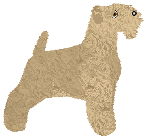 Soft Coated Wheaten Terrier - AR/Cierra V3