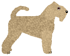 Soft Coated Wheaten Terrier - Supernova