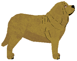 Spanish Mastiff - Supernova