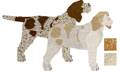 Spinone Italiano - Java