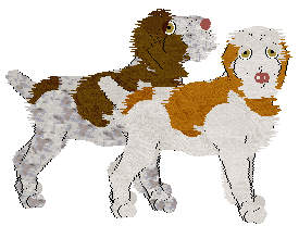 Spinone Italiano - Cheetah Kennelz