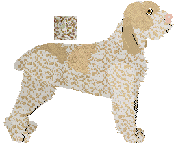 Spinone Italiano - Abnormality