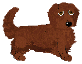 Standard Dachshund - Abnormality (Longhaired) V1