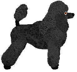 Standard Poodle - Supernova