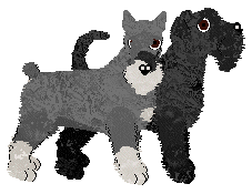 Standard Schnauzer - Supernova V1