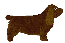 Sussex Spaniel - Abnormality (Modified)