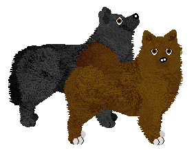 Swedish Lapphund - Supernova V2