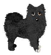 Swedish Lapphund - Supernova V1