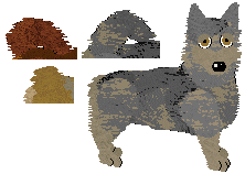 Swedish Vallhund - Unknown