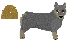 Swedish Vallhund - Supernova V1