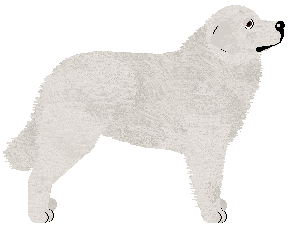 Tatra Shepherd Dog - Kamvis