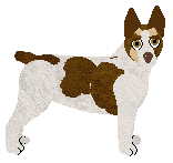 Teddy Roosevelt Terrier - Supernova