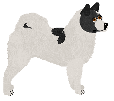 Thai Bangkaew Dog - Supernova