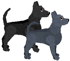 Thai Ridgeback - Bekki