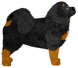 Tibetan Mastiff - Abnormality V2