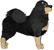 Tibetan Mastiff - Abnormality V1