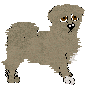 Tibetan Spaniel - Aero