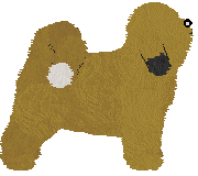 Tibetan Terrier - Abnormality V1