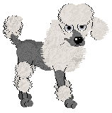 Toy Poodle - Dreams Kennel