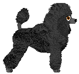 Toy Poodle - Supernova V2