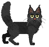 Turkish Angora - Aniseed