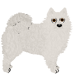 Volpino Italiano - Supernova