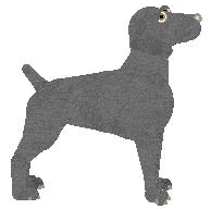 Weimaraner - FireRidge