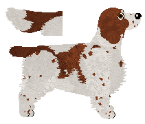 Welsh Springer Spaniel - Supernova