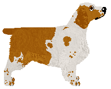 Welsh Springer Spaniel - Fee/Bekki