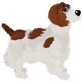 Welsh Springer Spaniel - Unknown