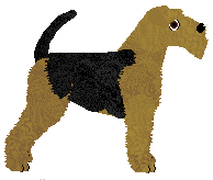 Welsh Terrier - Supernova