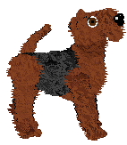 Welsh Terrier - Amenity/Rosestone