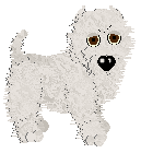 West Highland White Terrier - Paranoia V1