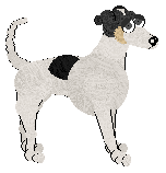 Whippet - Abnormality 