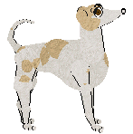 Whippet - Faerie Barn Dance