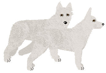 White Shepherd - Supernova V1