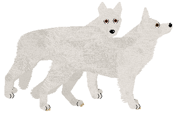 White Shepherd - Supernova V2